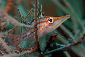 Line: Longnose Hawkfish