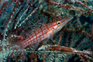Line: Longnose Hawkfish