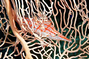 Typus: Longnose hawkfish (Oxycirrhites typus) on horn coral
