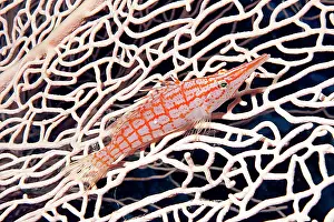 Typus: Longnose hawkfish (Oxycirrhites typus) on horn coral