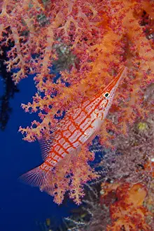 Metal: Longnose hawkfish (Oxycirrhites typus) Longnose
