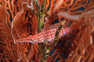 Typus: Longnose hawkfish (Oxycirrhites typus) Longnose