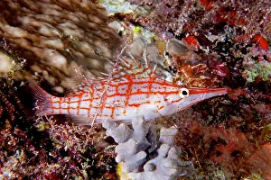 Damage: Longnose hawkfish (Oxycirrhites typus), Longnose