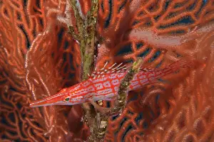 Typus: Longnose hawkfish (Oxycirrhites typus), longnose