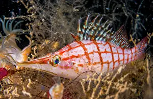 Typus: Longnose hawkfish (Oxycirrhites typus), Raiatea