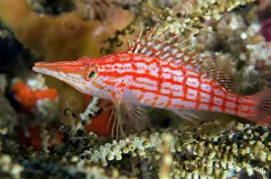 Sardine: Longnose Hawkfish - Sardine Reef dive site, Dampier