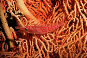 Hawkfish: Longnose / Long-nose Hawkfish
