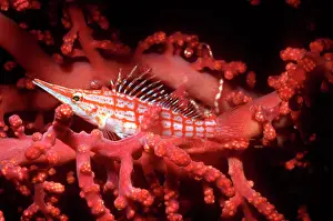 Hawkfish: Longnose / Long-nose HAWKFISH - camouflaged in