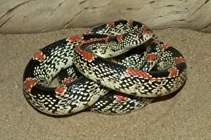 Nonvenomous: Longnose Snake