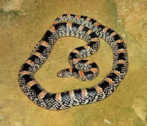 Longnose: Longnose Snake