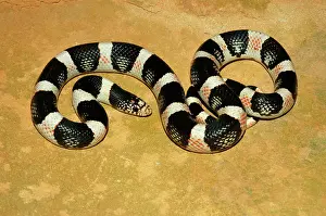 Diego: Longnose Snake