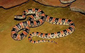 Longnose: Longnose Snake (Rhinocheilus lecontei)