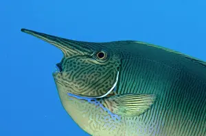Unicorn: Longnose Surgeonfish, short-nosed unicornfishes