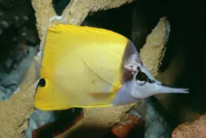 Longirostris: Longo's / Forceps / Long-nosed / Long Nosed BUTTERFLY FISH
