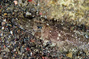 010821: Longsnout Flathead - Pyramids dive site, Amed, Karangasem