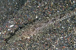 010821: Longsnout Flathead - Pyramids dive site, Amed, Karangasem