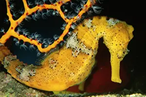 Seahorses: Longsnout Seahorse
