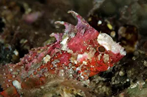 Painful: Longspine Waspfish