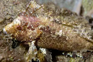Painful: Longspine Waspfish
