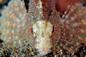 Waspfish: Longspine Waspfish head-on view on night dive TK1