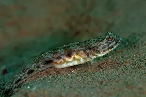 Goby: Longspot Shrimpgoby