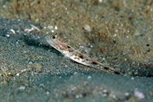 Ambon: Longspot Shrimpgoby - Rhino City dive site, Ambon, Maluku