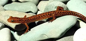 Longtail: Longtail Salamander