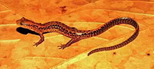 Longtail: Longtail Salamander