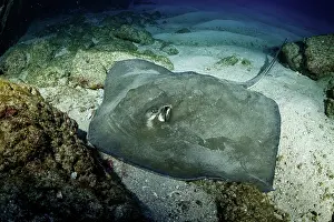 Dasyatis: Longtail stingray (Dasyatis longa), Socorro Island