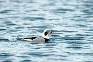 Clangula: Longtailed-Duck