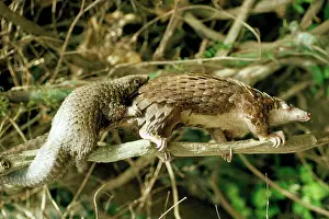 Manis: Longtailed Pangolin