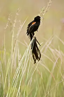 Euplectes: Longtailed Widow - Male bird perched on grass stems