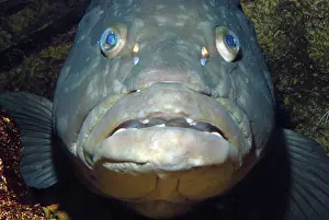 Offshore: Longtooth Grouper, offshore Chinese and Japanese waters