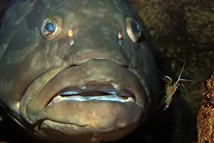 Shellfish: Longtooth Grouper, offshore Chinese and Japanese waters