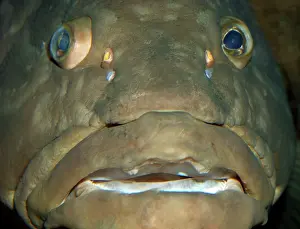 Offshore: Longtooth Grouper, offshore Chinese and Japanese waters