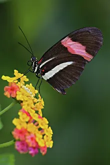 Heliconius: Longwing butterfly