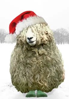 Wellington: Longwool Sheep - wellington boots wearing Christmas hat