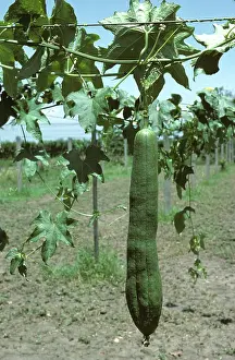Cucurbitaceae: Loofah (Luffa cylindrica) with fruit