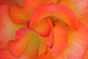 Seattle: Looiking down at a rose bloom - Woodland