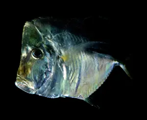 Selene: Lookdown - coastal waters