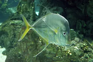 Selene: Lookdown Fish