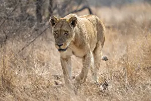 Lions: Looking into the camera, lioness on the prowl
