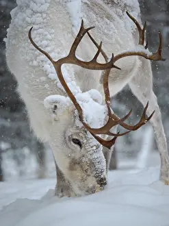 Reindeer: Looking for food in deep snow. Reindeer covered