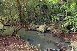 Littoralis: Looking-glass Mangrove