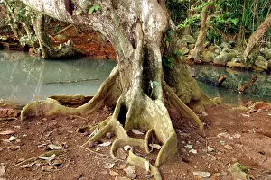 Littoralis: Looking-glass Mangrove