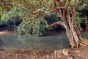 Littoralis: Looking-glass Mangrove