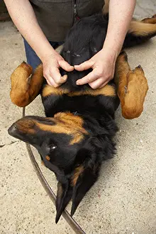 Sense: Looking for parasites on a Beauceron after a walk in forest