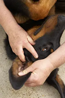Sense: Looking for parasites on a Beauceron after a walk in forest