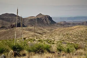 Smooth: Looking south across Green sotol towards the Rio