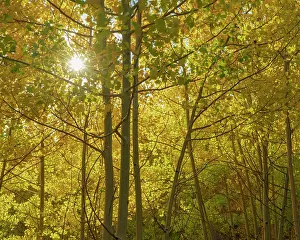Aspen: Looking up through the understory of the quaking